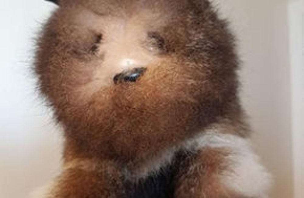 Picture of Fur Puppet